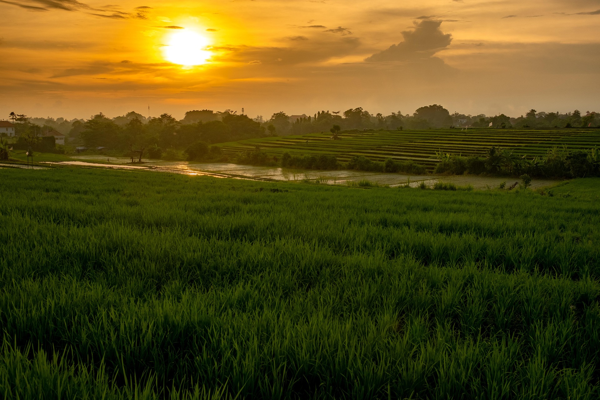 Rice fields at sunset, Canggu, Bali